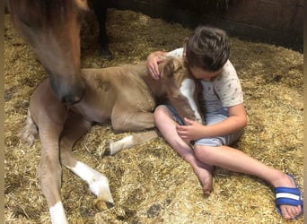 American Paint Horse, Mare, 5 years, 14,2 hh, Buckskin