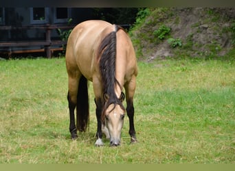 American Paint Horse, Mare, 5 years, 14,2 hh, Buckskin