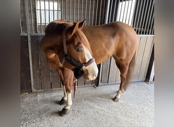 American Paint Horse, Mare, 5 years, 14,3 hh, Chestnut-Red