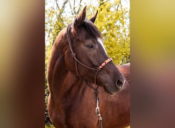 American Paint Horse, Mare, 5 years, 15.2 hh, Chestnut