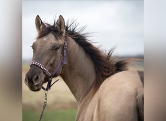 American Paint Horse Mix, Mare, 5 years, 15.3 hh, Grullo