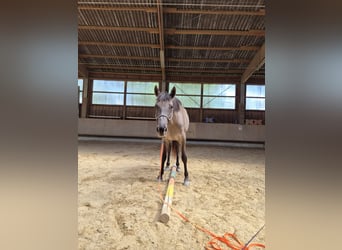 American Paint Horse Mix, Mare, 5 years, 15.3 hh, Grullo