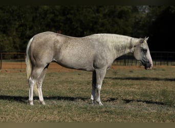American Paint Horse, Mare, 5 years, 15,1 hh, Palomino