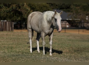 American Paint Horse, Mare, 5 years, 15,1 hh, Palomino
