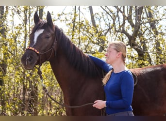 American Paint Horse, Mare, 5 years, 15,2 hh, Chestnut