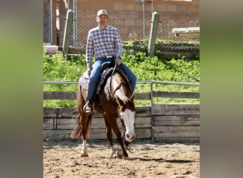 American Paint Horse, Mare, 5 years, Chestnut-Red