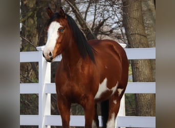 American Paint Horse Mix, Mare, 5 years, Tobiano-all-colors