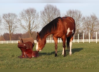 American Paint Horse Mix, Mare, 5 years, Tobiano-all-colors