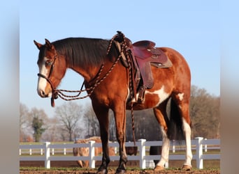 American Paint Horse Mix, Mare, 5 years, Tobiano-all-colors