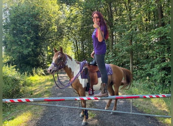 American Paint Horse, Mare, 6 years, 14.1 hh, Pinto