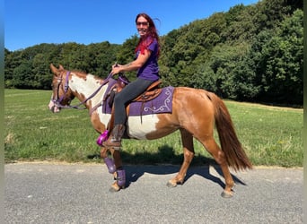 American Paint Horse, Mare, 6 years, 14.1 hh, Pinto