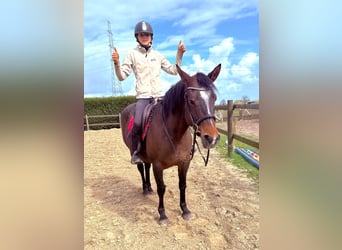 American Paint Horse, Mare, 6 years, 14.2 hh, Brown