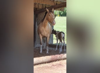 American Paint Horse, Mare, 6 years, 14.2 hh, Champagne