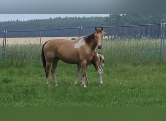 American Paint Horse, Mare, 6 years, 14.2 hh, Champagne