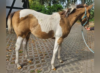 American Paint Horse, Mare, 6 years, 14.2 hh, Champagne