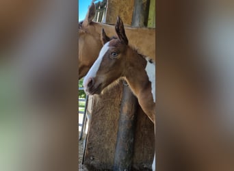 American Paint Horse, Mare, 6 years, 14.2 hh, Tobiano-all-colors
