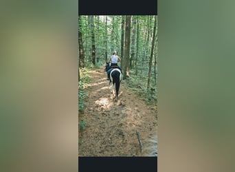 American Paint Horse, Mare, 6 years, 14.2 hh, Tobiano-all-colors