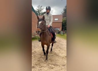 American Paint Horse, Mare, 6 years, 14,2 hh, Brown