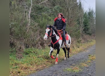 American Paint Horse, Mare, 6 years, 14,3 hh, Overo-all-colors