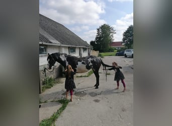 American Paint Horse, Mare, 6 years, 14,3 hh, Overo-all-colors