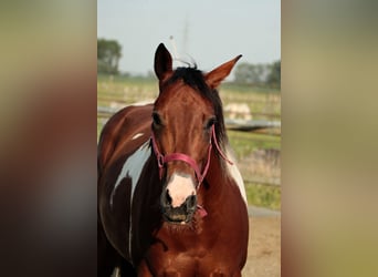 American Paint Horse, Mare, 6 years, 15.1 hh, Brown