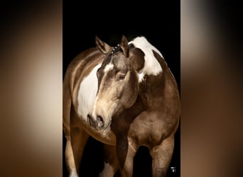 American Paint Horse, Mare, 6 years, 15.2 hh, Tobiano-all-colors