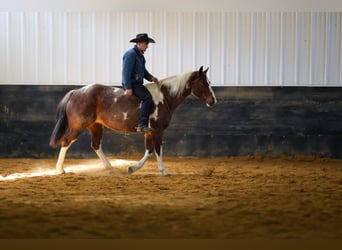 American Paint Horse, Mare, 6 years, 15.3 hh, Roan-Red