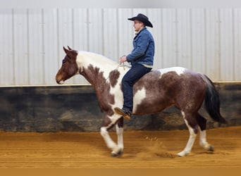 American Paint Horse, Mare, 6 years, 15.3 hh, Roan-Red
