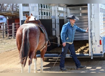 American Paint Horse, Mare, 6 years, 15.3 hh, Roan-Red