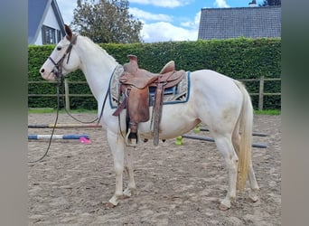 American Paint Horse, Mare, 6 years, 15 hh, Overo-all-colors