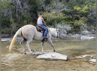 American Paint Horse, Mare, 6 years, 15,1 hh, Palomino