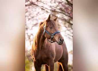 American Paint Horse, Mare, 6 years, 15,2 hh, Chestnut-Red