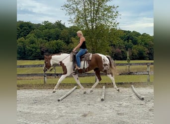 American Paint Horse, Mare, 6 years, 16,1 hh, Tobiano-all-colors