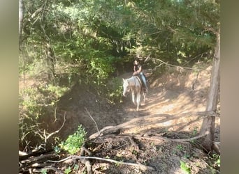 American Paint Horse, Mare, 6 years, Pinto
