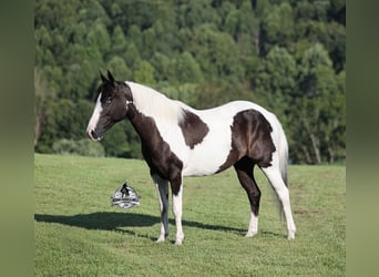 American Paint Horse, Mare, 6 years, Pinto