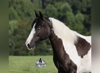 American Paint Horse, Mare, 6 years, Pinto