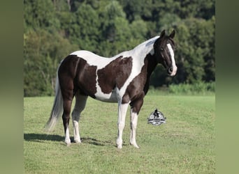 American Paint Horse, Mare, 6 years, Pinto