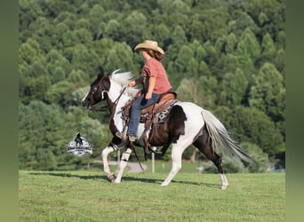 American Paint Horse, Mare, 6 years, Pinto