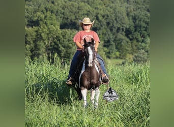 American Paint Horse, Mare, 6 years, Pinto