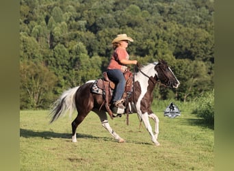 American Paint Horse, Mare, 6 years, Pinto