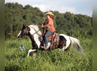 American Paint Horse, Mare, 6 years, Pinto