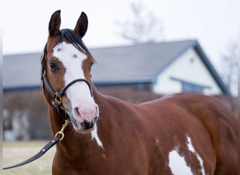 American Paint Horse, Mare, 7 years, 14.1 hh, Bay