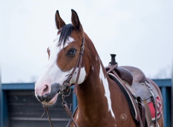 American Paint Horse, Mare, 7 years, 14.1 hh, Bay