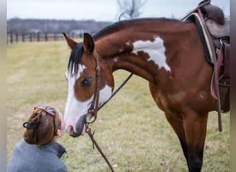 American Paint Horse, Mare, 7 years, 14.1 hh, Bay