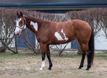 American Paint Horse, Mare, 7 years, 14.1 hh, Bay