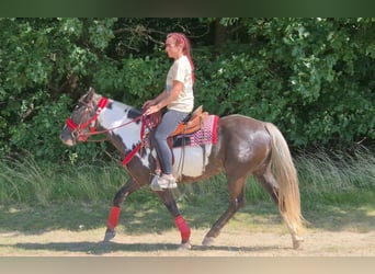 American Paint Horse, Mare, 7 years, 14.2 hh, Overo-all-colors