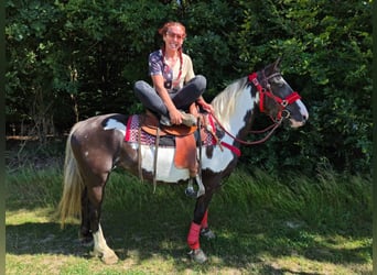 American Paint Horse, Mare, 7 years, 14.2 hh, Overo-all-colors