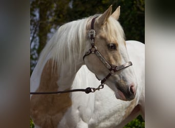American Paint Horse, Mare, 7 years, 14.2 hh, Palomino