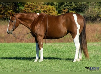 American Paint Horse, Mare, 7 years, 14.3 hh, Pinto