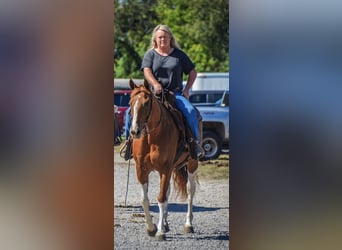 American Paint Horse, Mare, 7 years, 14.3 hh, Pinto